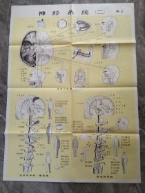 80年代教学挂图-神经系统（二）