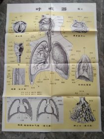 80年代教学挂图-呼吸器