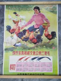 1977年饲养家禽积极交售公鸡三把毛