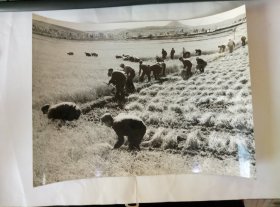 70年代大幅延边知青在（农忙秋收稻谷）