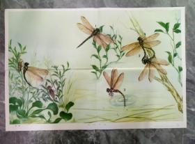 小学课本自然挂图（蜻蜓）1