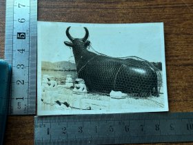 民国早期，铜牛，老照片