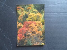 八十年代参赛摄影作品：《四川理县米亚罗红叶》  尺寸：12.5厘米*8.3厘米