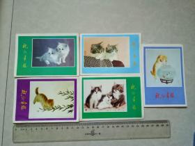 祝您幸福 小猫明信片5张合售