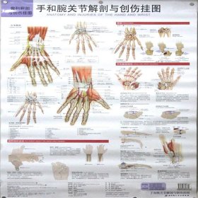 手和腕关节解剖与创伤挂图