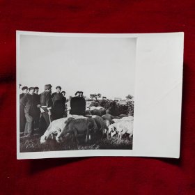 老照片：1952年毛泽东在河北省农村与牧羊人交谈（出书用图样照片）