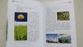 中国稻田杂草识别与防除