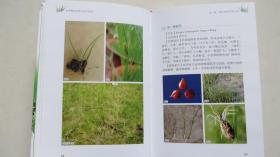 中国稻田杂草识别与防除