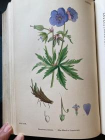 索尔比《英国植物学》sowerby English Botany，第三版 总13卷全集，无数精美石版画