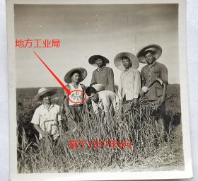 【老照片】天津宁河—北京清河农场，1957年6月，割草，有“地方工业局”文化衫。有背题。——简介：清河农场位于天津市宁河区境内，是北京市管辖的劳动教养农场。1949年由北京市市长聂荣臻批准建立。电视剧《便衣警察》曾在这里拍摄。