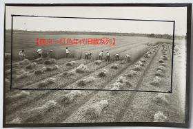 老照片：民俗—农事—集体收割小麦，此景不再也。。【南京—红色年代旧藏系列】
