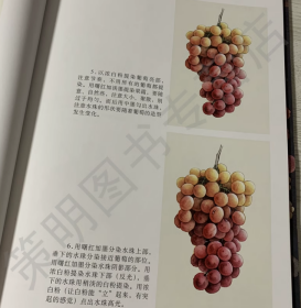 工笔画初学技法 葡萄 国画写意葡萄入门教程书籍葡萄画法步骤详解蔬果水墨画法作品赏析 孙青林编绘 天津杨柳青画社