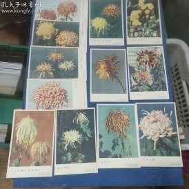 画片 : 菊花 (二乔)(醒狮图)(金霞冠)(银玉簪)(帅旗)(花好月园 )(灰麒麟、灰毛刺、白毛菊)(金阙蓉、紫宸殿)(光辉、金蟠龙)(立菊、悬崖菊)(黄桥凤、金荷花、(十丈珠廉、猩猩冠) 全12张)