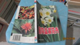 室内盆栽花卉   实物拍照 花卉67-8