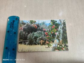 云南山茶花明信片 9张