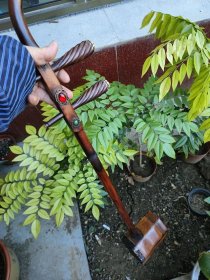587号海南黄花梨老二胡长83厘米.品相如图纹理清晰漂亮很有收藏价值。，