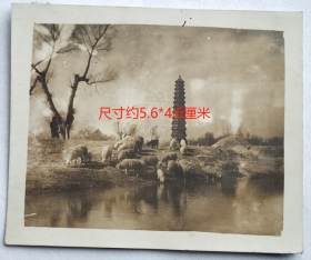 老照片：河南开封—铁塔（即开宝寺塔），近处牧羊场景，角度独特。——简介：铁塔位于开封城东北隅，建于公元1049年，素有“天下第一塔”的美称。塔高55.88米，八角13层，是中国最高大、历史最悠久、保存最完整的一座琉璃砖塔，因此地曾为开宝寺，又称“开宝寺塔”；又因遍体通砌褐色琉璃砖，浑似铁铸，从元代起民间称其为“铁塔”。