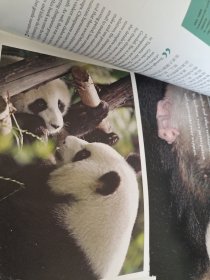看熊猫2019年第4期（附大熊猫走向世界150周年明信片两张 大海报一张）