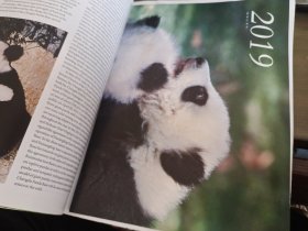 看熊猫2019年第4期（附大熊猫走向世界150周年明信片两张 大海报一张）