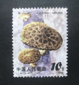 T66食用菌6-5