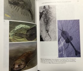 【现货包邮】The Cambrian Explosion: The Construction of Animal Biodiversity