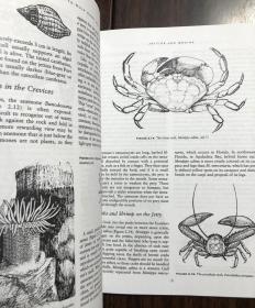 【现货包邮】 Beachcomber's Guide to Gulf Coast Marine Life: Texas, Louisiana, Mississippi, Alabama, and Florida, Third Edition  墨西哥湾海岸生物