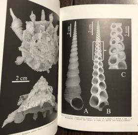 【现货包邮】貝の博物誌