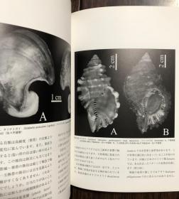 【现货包邮】貝の博物誌