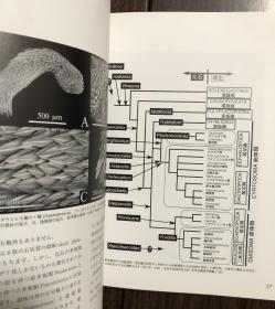 【现货包邮】貝の博物誌