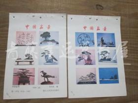 年画缩样散页画2张：中国盆景（张克庆 摄）