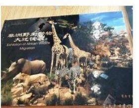 正版现货 非洲野生动物大迁徙展 山东博物馆 1G20c