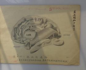 毕华德（1891年6月13日-1966年12月31日）北京市朝阳区人，眼科学家、医学教育家、中国现代眼科学的主要奠基人。 毕华德先生主编的《眼科全书》资料手稿一大摞  内有傅连璋1964年毛笔题词一大张，民国医学手绘图好几十幅，1956年中华医学会第十届全国会员代表大会眼科学会合影、清太医院洗眼器具、眼病殷墟甲骨文等老照片 注：其中大部分图是毕华德先生亲自绘制  有补图   45—D层