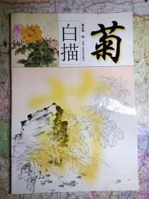 白描菊