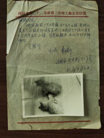 摄影新闻照片原稿--“不长尾巴的一窝小猫”1枚（带详细的文字说明）四川省某仓库工作人员投稿