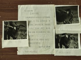 《奇特的牛角》摄影新闻照片原稿一组3枚（带详细的文字说明）广西忻城县科委组稿