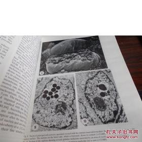 【香港理工大学馆藏】Ultrastructure of Male Urogenital Glands {  男性泌尿生殖腺的超微结构}