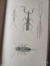 The Ray Society : British Orthooptera【百年英文插页老书。国立中央大学馆藏，藏书票一枚】单面插页25幅