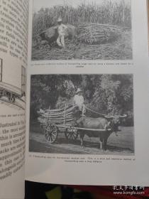 Cane Production and Sugar Manufacture in the Philippine Isands 菲律宾群岛的甘蔗生产和制糖业【金陵大学馆藏。藏书票一枚】