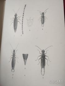 The Ray Society : British Orthooptera【百年英文插页老书。国立中央大学馆藏，藏书票一枚】单面插页25幅