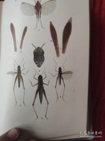 The Ray Society : British Orthooptera【百年英文插页老书。国立中央大学馆藏，藏书票一枚】单面插页25幅