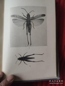 The Ray Society : British Orthooptera【百年英文插页老书。国立中央大学馆藏，藏书票一枚】单面插页25幅