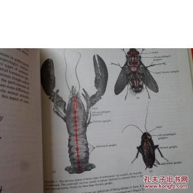 【香港理工大学馆藏】Module B3 Braln spinalcord Module B4 Comparative motor systems(脑脊髓模块)