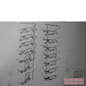 【香港理工大学馆藏】Module B3 Braln spinalcord Module B4 Comparative motor systems(脑脊髓模块)