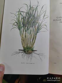 Cane Production and Sugar Manufacture in the Philippine Isands 菲律宾群岛的甘蔗生产和制糖业【金陵大学馆藏。藏书票一枚】