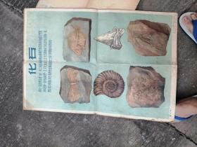 地球 第七图  化石 （用牛皮纸裱背面）