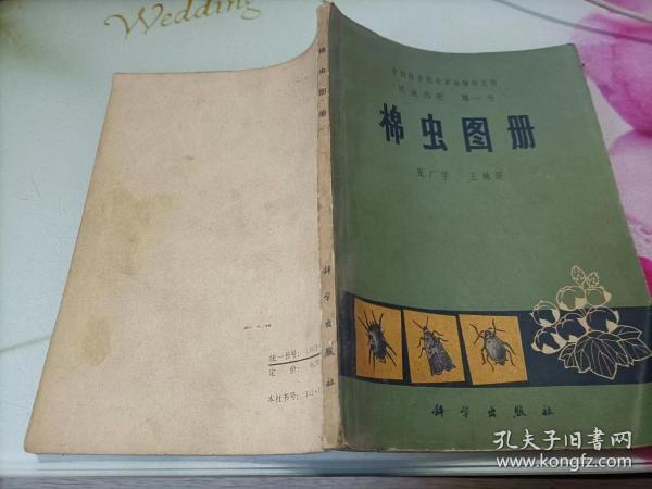 棉虫图册