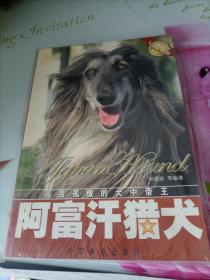 阿富汗猎犬