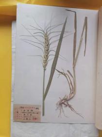 1956年禾本科植物标本，淮阴家校采集