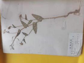 1959，3油菜标本，淮阴农校