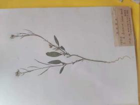 芥菜标本，1955，6，淮阴农校